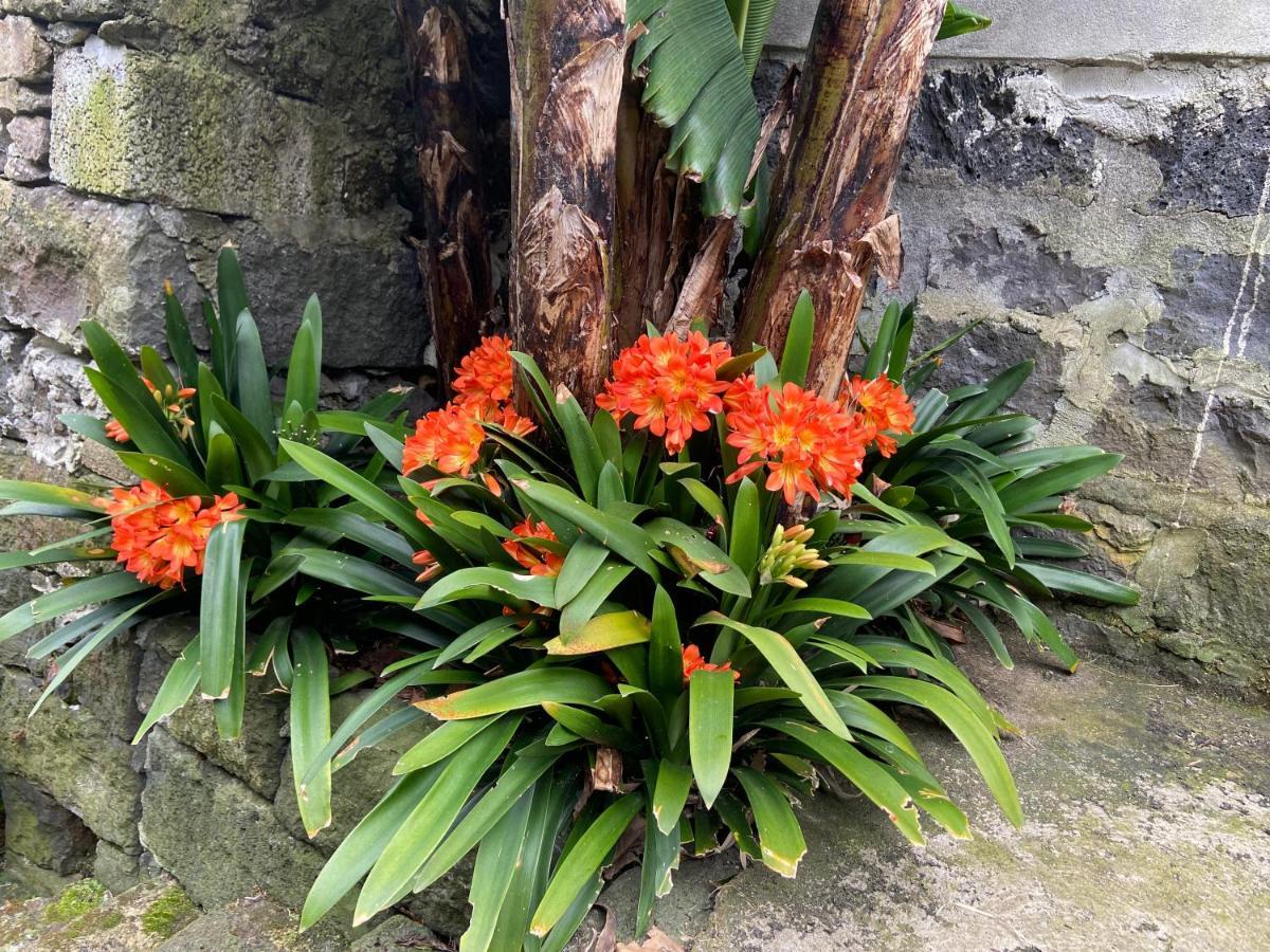 Maria'S Haven Santo Antonio (Sao Miguel) Exterior foto